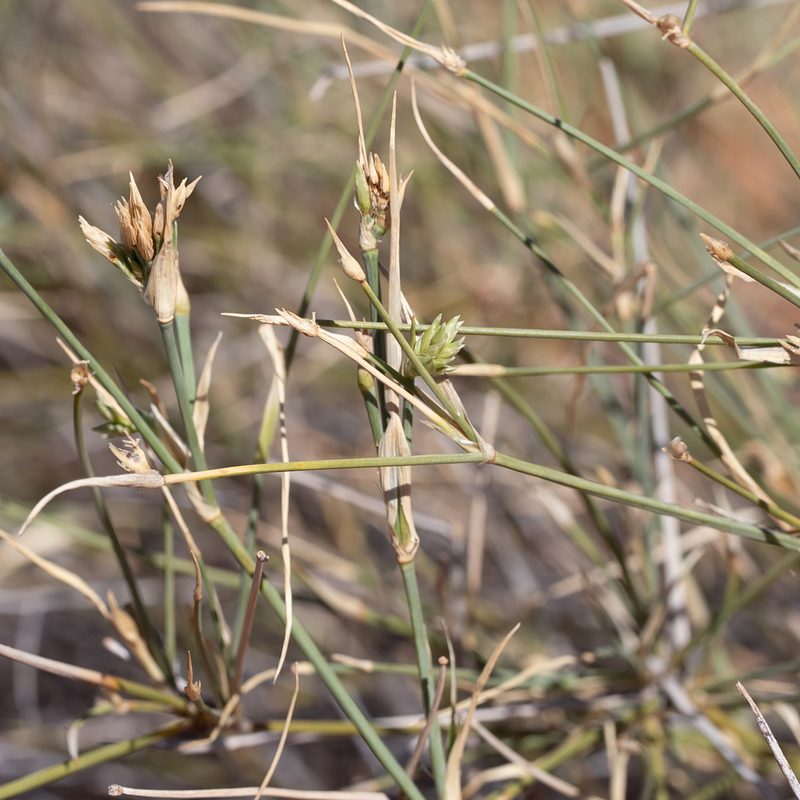 Zygochloa paradoxa, photographed by Kym Nicolson
