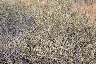 Zygochloa paradoxa, photographed by Kym Nicolson