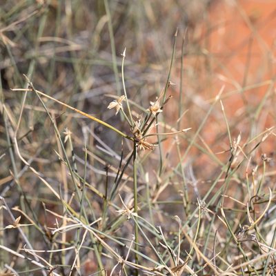 Zygochloa paradoxa, photographed by Kym Nicolson