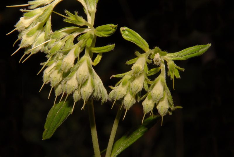 Lithospermum subsetosum, photographed by Brian Finzel