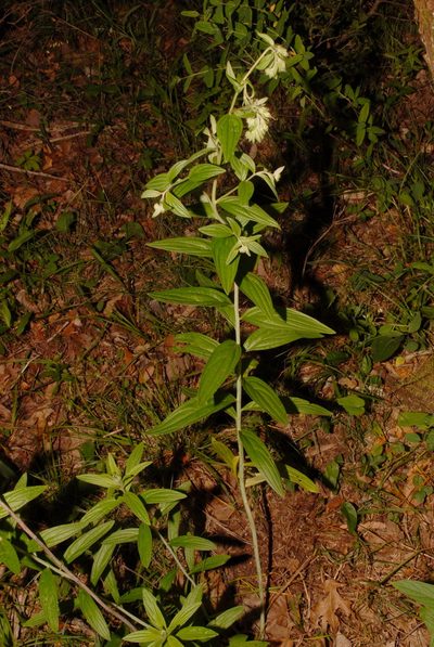 Lithospermum subsetosum, photographed by Brian Finzel