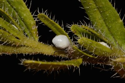 Lithospermum decipiens, photographed by Brian Finzel