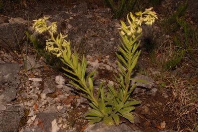Lithospermum decipiens, photographed by Brian Finzel