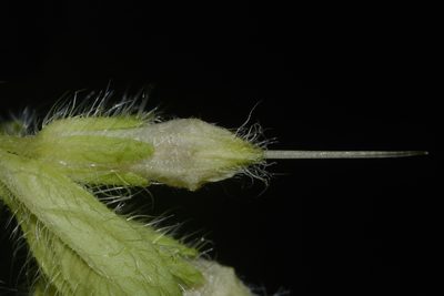Lithospermum decipiens, photographed by Brian Finzel