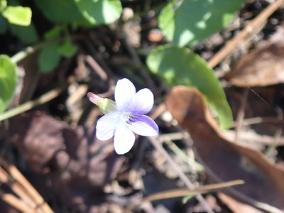 Viola septemloba, photographed by mfeaver