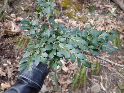 Ilex crenata, photographed by Cecil Smith