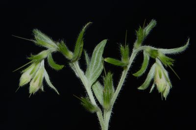 Lithospermum molle, photographed by Brian Finzel
