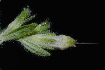 Lithospermum molle, photographed by Brian Finzel