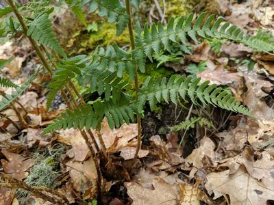 Dryopteris arguta, photographed by Timothy McNitt