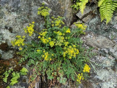 Lomatium hallii, photographed by Timothy McNitt