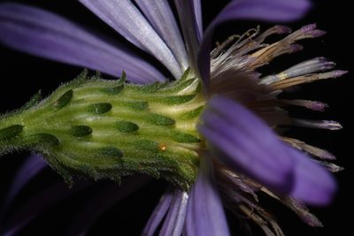 Symphyotrichum georgianum, photographed by Brian Finzel