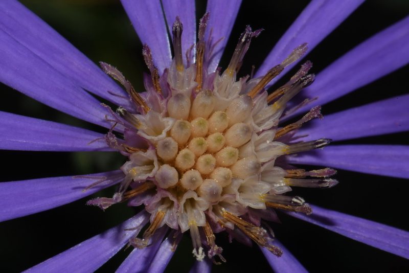 Symphyotrichum georgianum, photographed by Brian Finzel