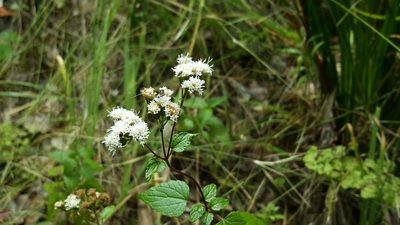 Ageratina glechonophylla, photographed by Cesar Ormazabal