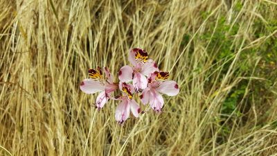 Alstroemeria pulchra, photographed by Cesar Ormazabal