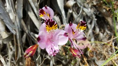 Alstroemeria pulchra, photographed by Cesar Ormazabal