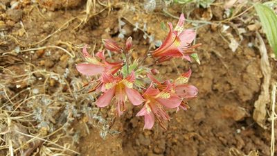 Alstroemeria marticorenae