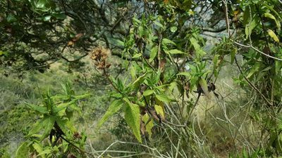 Aristeguietia salvia, photographed by Cesar Ormazabal