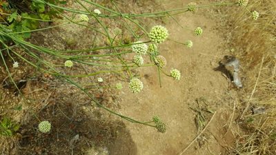 Asteriscium chilense, photographed by Cesar Ormazabal