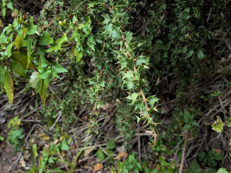 Berberis actinacantha, photographed by Cesar Ormazabal