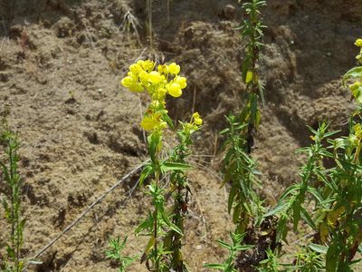 Calceolaria thyrsiflora, photographed by Cesar Ormazabal