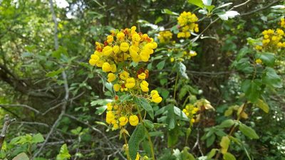 Calceolaria rubiginosa, photographed by Cesar Ormazabal