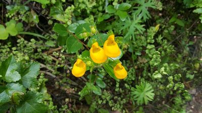 Calceolaria corymbosa, photographed by Cesar Ormazabal