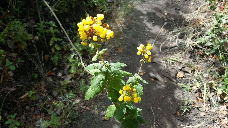 Calceolaria rubiginosa, photographed by Cesar Ormazabal