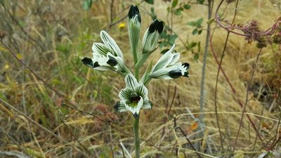 Chloraea bletioides, photographed by Cesar Ormazabal