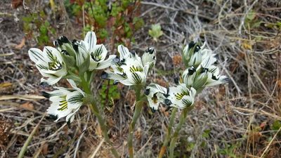 Chloraea bletioides, photographed by Cesar Ormazabal