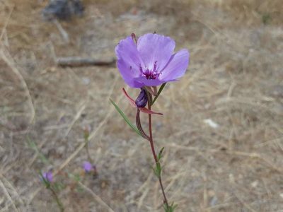 Clarkia tenella, photographed by Cesar Ormazabal