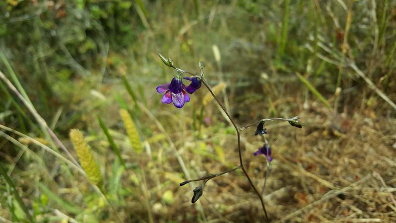 Conanthera campanulata, photographed by Cesar Ormazabal