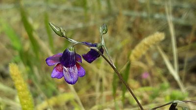 Conanthera campanulata, photographed by Cesar Ormazabal