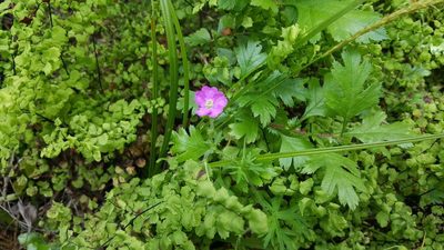 Geranium skottsbergii, photographed by Cesar Ormazabal