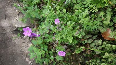 Geranium skottsbergii, photographed by Cesar Ormazabal