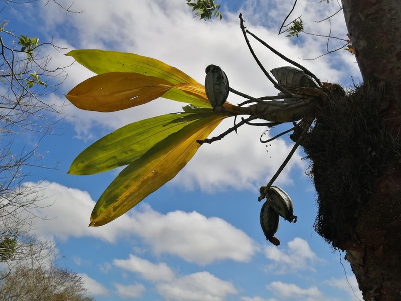Catasetum integerrimum, photographed by Miguel Angel Ramírez Guillermo