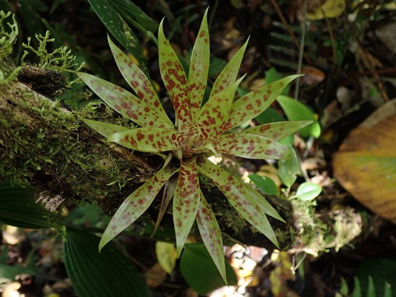 Tillandsia biflora, photographed by Nolan Exe