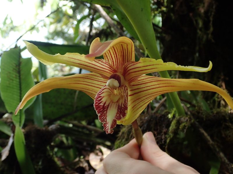 Maxillaria striata, photographed by Nolan Exe