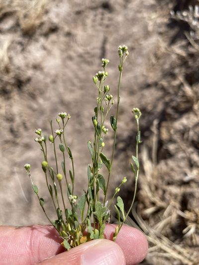 Hornungia procumbens, photographed by Matt Berger