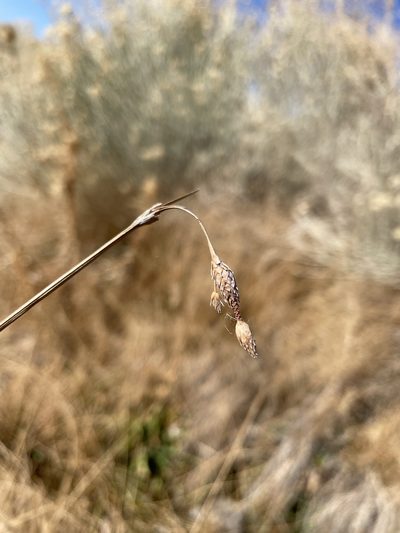 Fimbristylis thermalis, photographed by Matt Berger