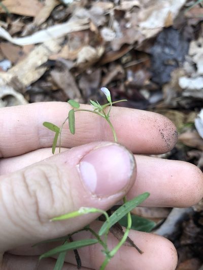 Vicia minutiflora, photographed by John Kees
