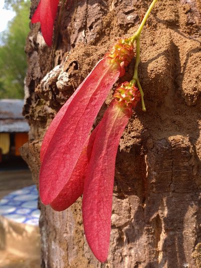 Dipterocarpus intricatus, photographed by Utain Pummarin