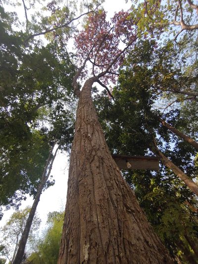 Dipterocarpus intricatus, photographed by Utain Pummarin