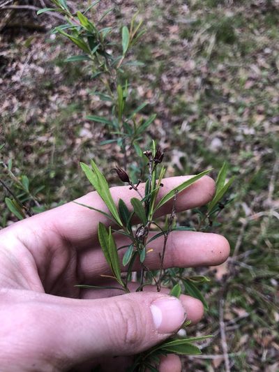 Hypericum frondosum, photographed by John Kees