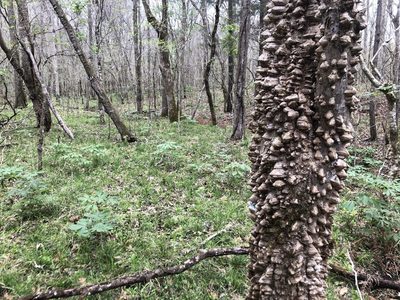 Zanthoxylum clava-herculis, photographed by John Kees