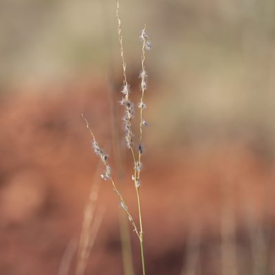 Digitaria brownii, photographed by Kym Nicolson