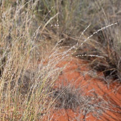 Digitaria brownii, photographed by Kym Nicolson