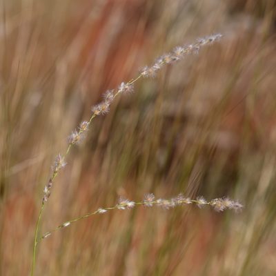 Digitaria brownii, photographed by Kym Nicolson