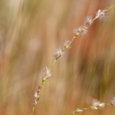 Digitaria brownii, photographed by Kym Nicolson