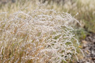 Digitaria brownii, photographed by Kym Nicolson
