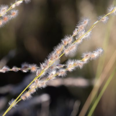 Digitaria brownii, photographed by Kym Nicolson